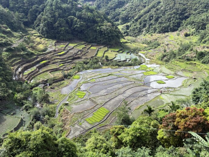 水が張ったライステラス