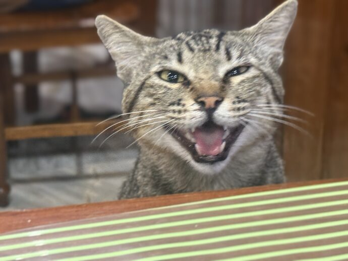猫