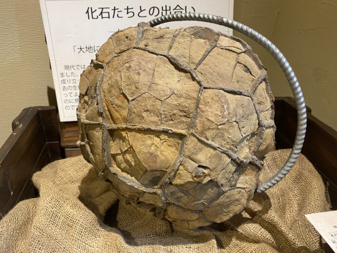 亀甲石 Septaria
