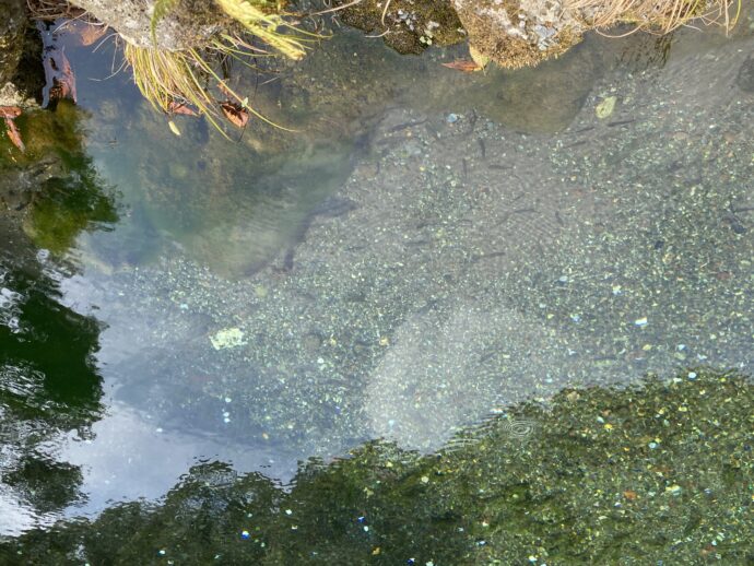 湧玉池の水質