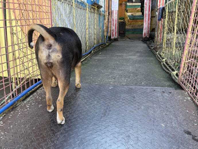 道案内する犬