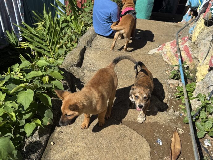 追いかけてくる犬