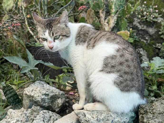 猫