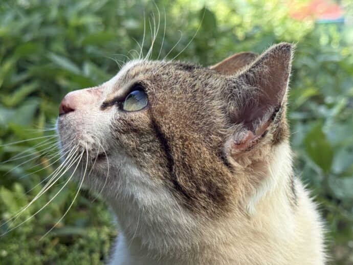 どこかを見つめる猫