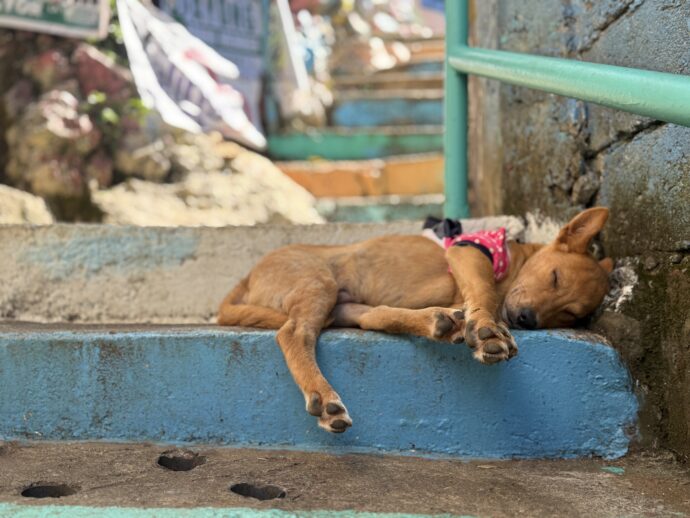 階段で眠る犬