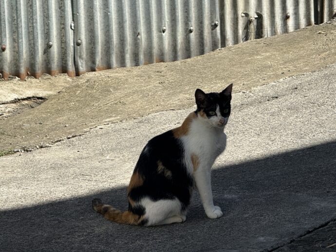 猫