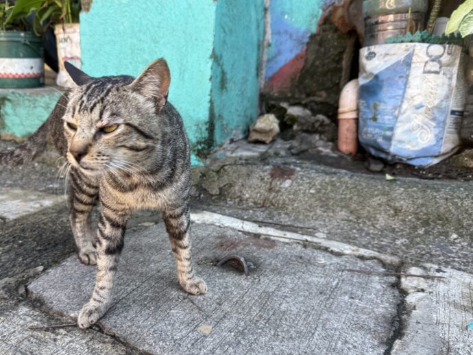 猫