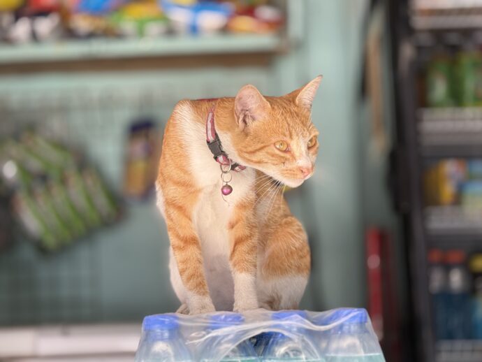 猫