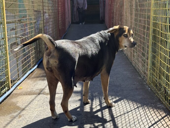振り返る犬