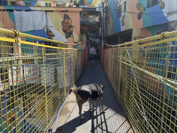 橋の上の犬