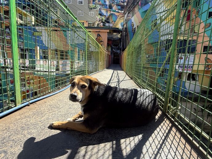 橋に横たわる犬