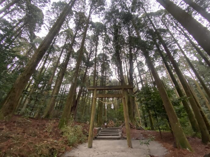 木立の中の参道