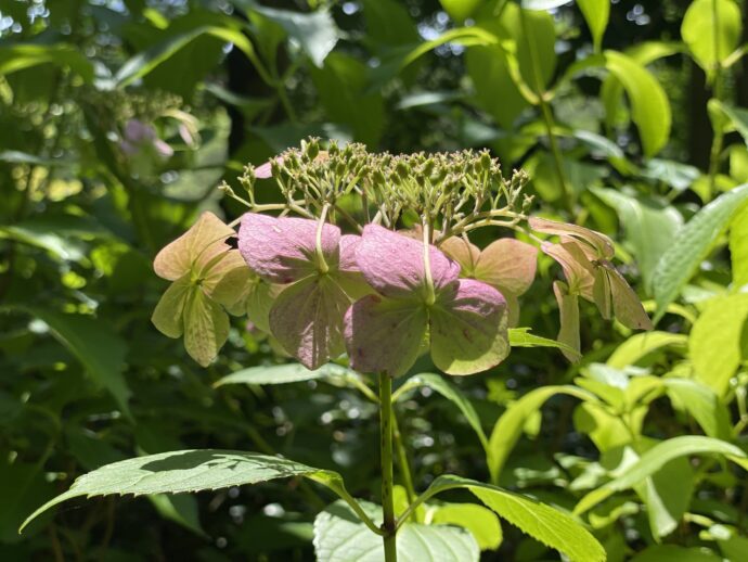 紫陽花