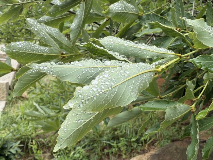 葉っぱに残る露