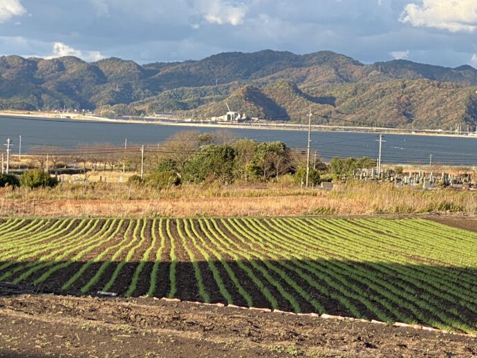大根島の畑