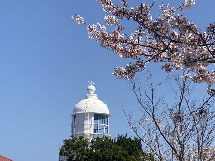美保港灯台と桜
