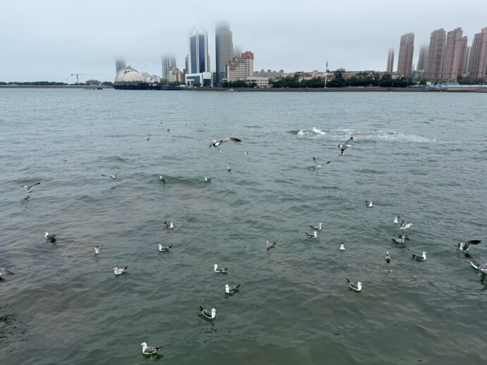 青島桟橋からの眺め