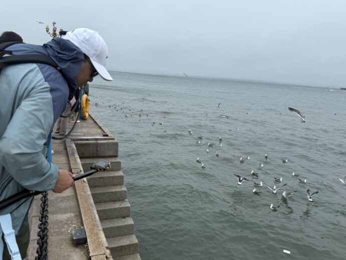 ウミネコに餌をやる人
