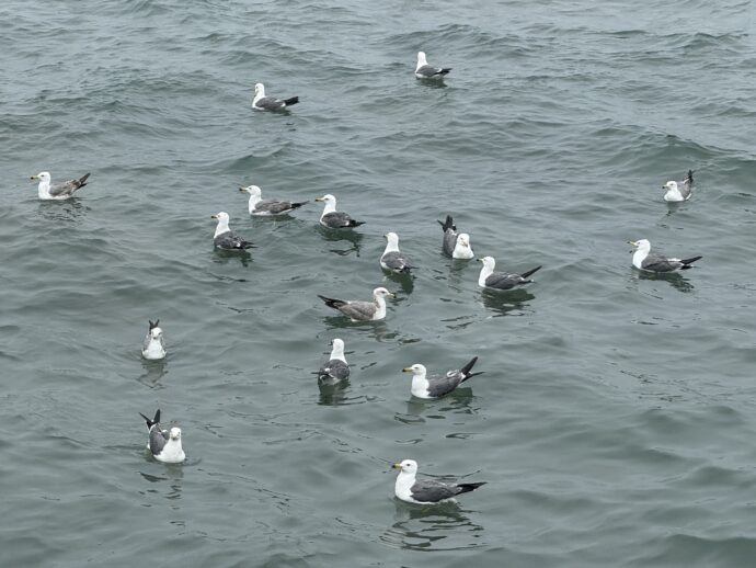 大量のウミネコ
