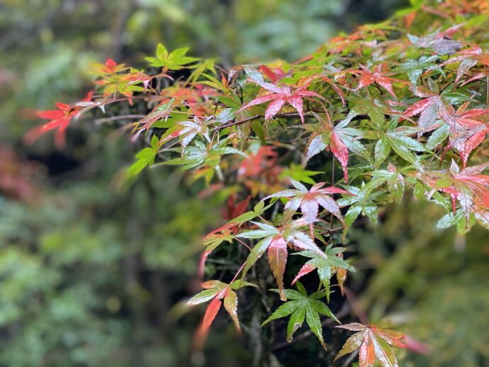 紅葉