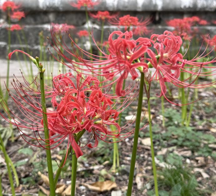 彼岸花