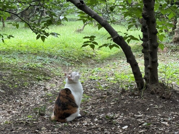 見上げる猫