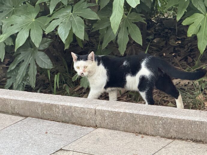 猫