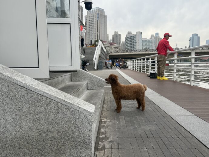 飼い主を待つトイプー