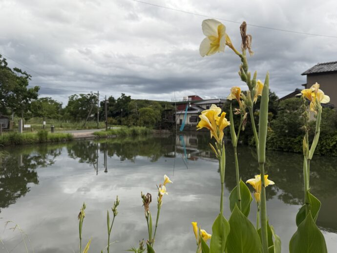 水面に咲く水仙