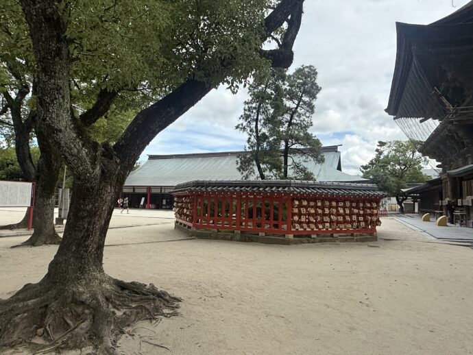 御神木 筥松(はこまつ)