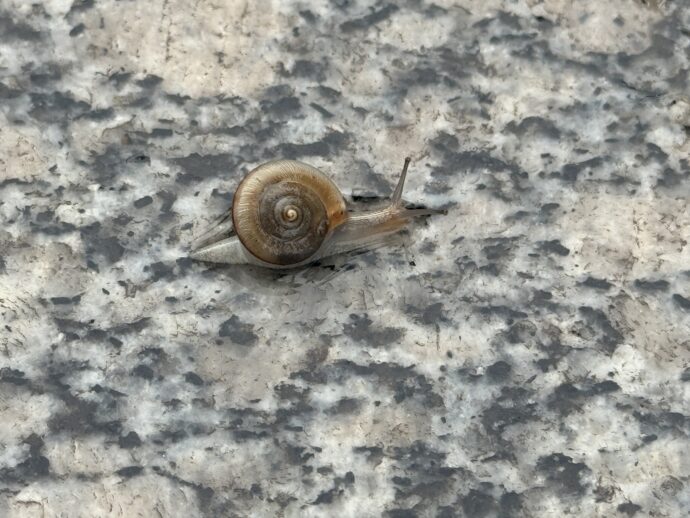 かたつむり
