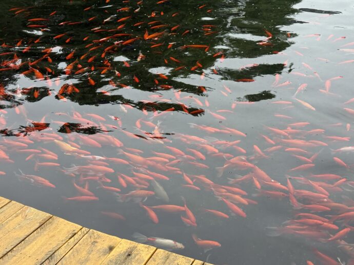 龑止湖にいた鯉