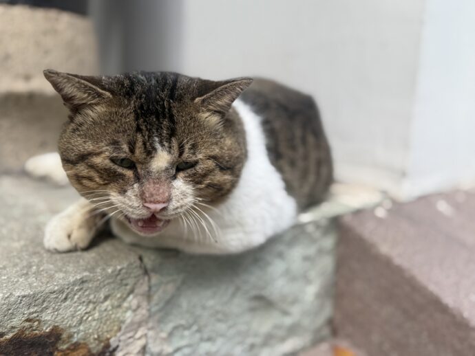 フア〜っとした猫