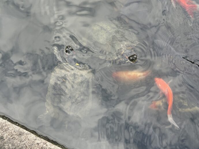 鯉と亀