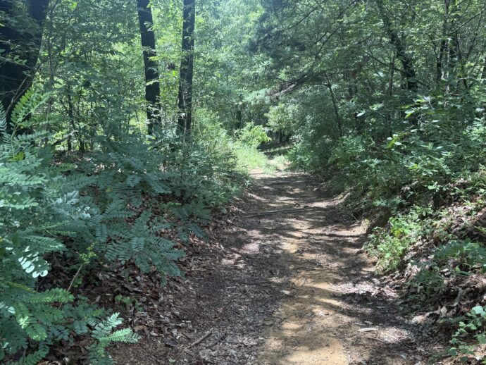 ハイキングコース