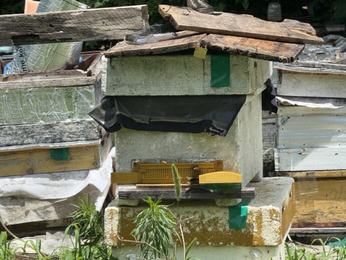 ミツバチの箱