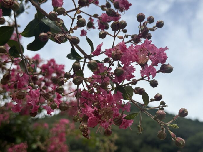 ノウゼンカズラ