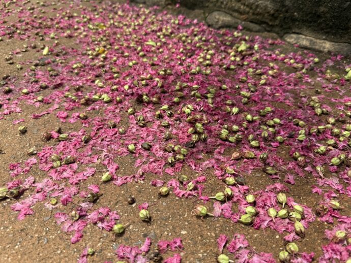 ノウゼンカズラの花びらが落ちているようす