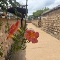 ノウゼンカズラ