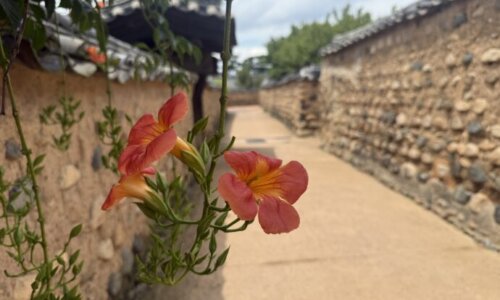 ノウゼンカズラ