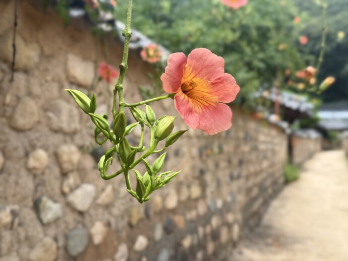 ノウゼンカズラ