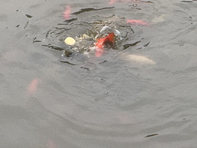 パンを取り合う鯉