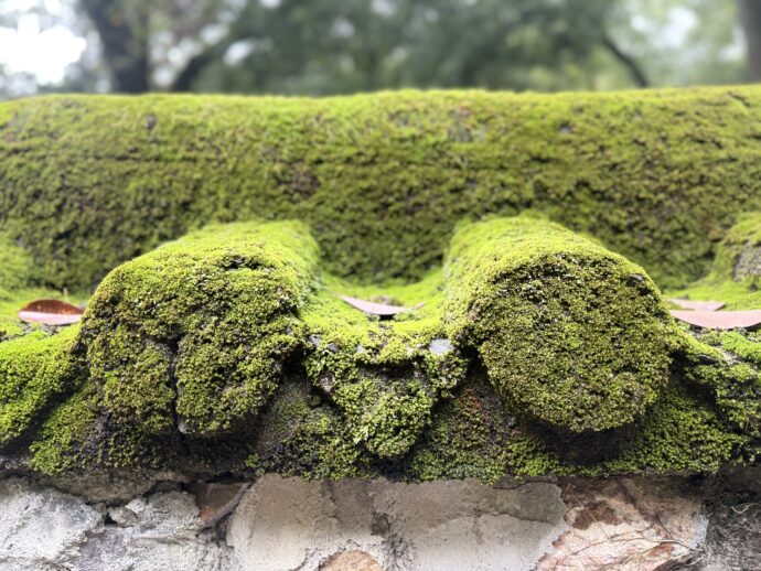 苔がびっしり生えた壁