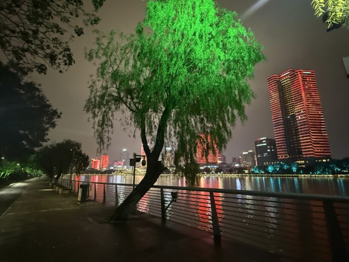 ライトアップされた並木