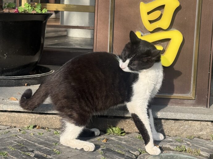 平江路の猫