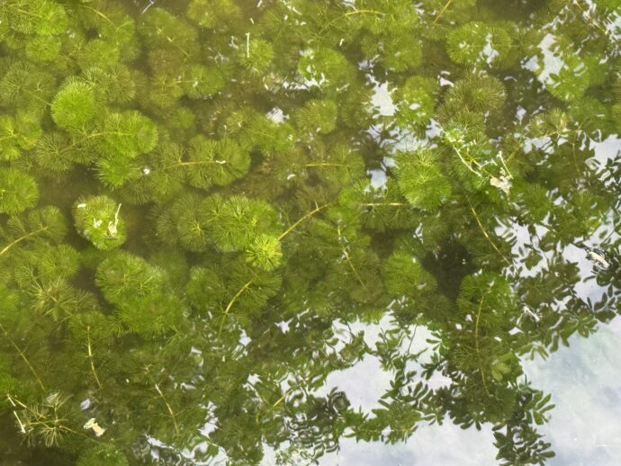 水路の中の藻