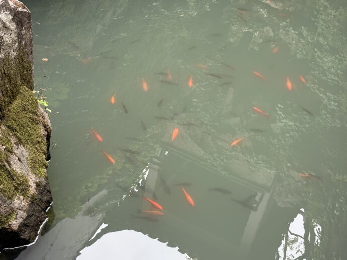 第三泉で泳ぐ鯉