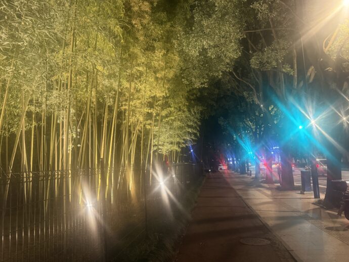 竹のイルミネーション