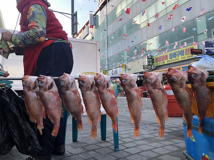 吊るし干しされた魚