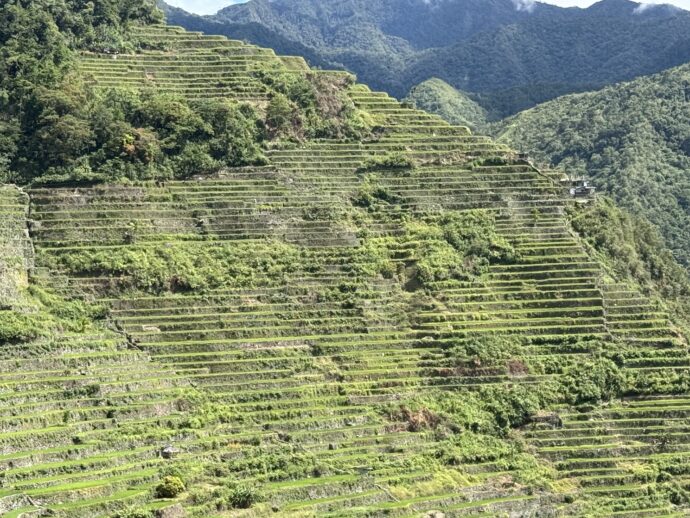 バタッドライステラス